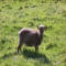 St. Kilda Sheep